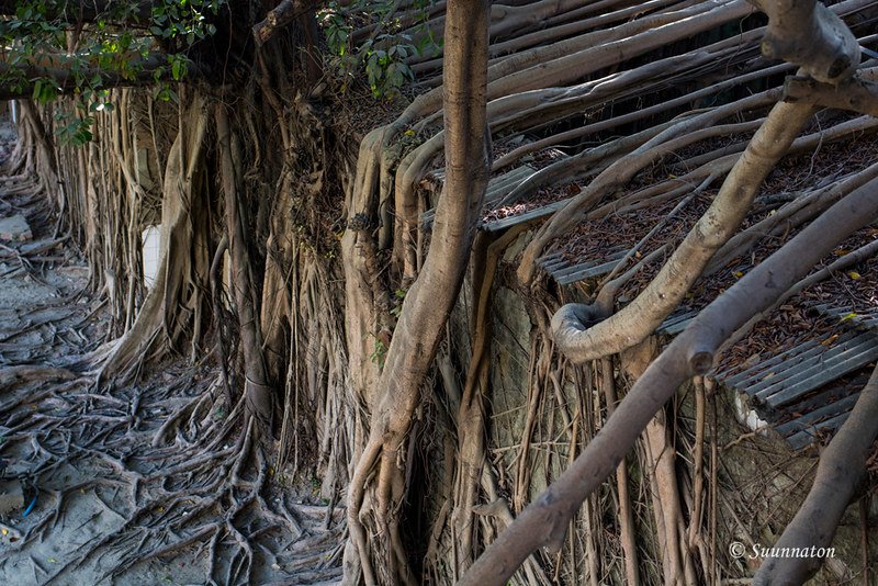 Anping Tree House