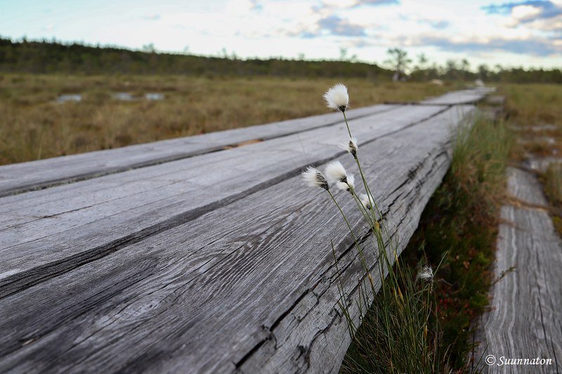 Torronsuon kansallispuisto, pitkokset