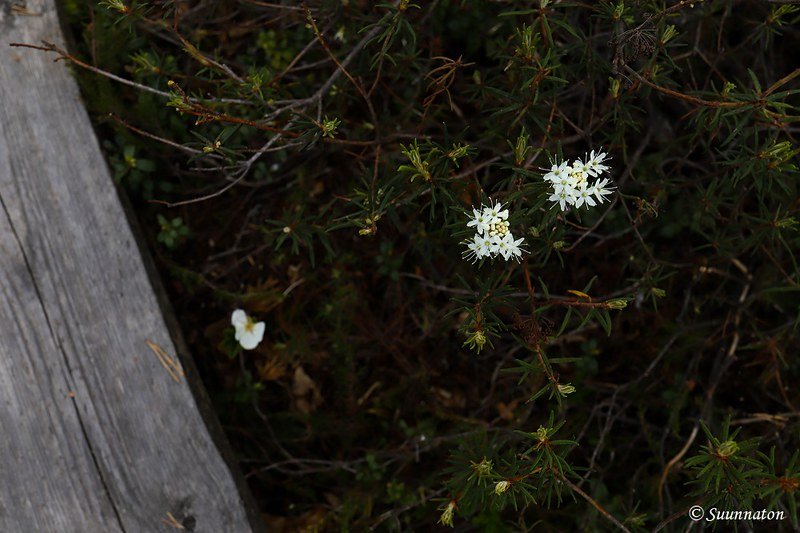 Torronsuon kansallispuisto, suopursut