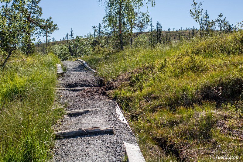 Riisin rääpäsyn polku