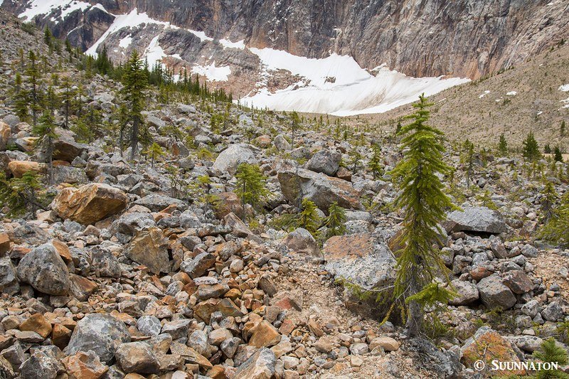 Kuuset, Mt Edith Cavell, Jasper